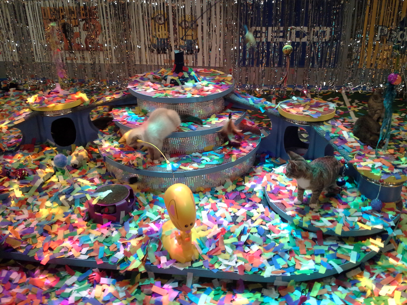 Illustration for article titled Plexiglas, poop, and penguins: Life behind the scenes on the Puppy Bowl